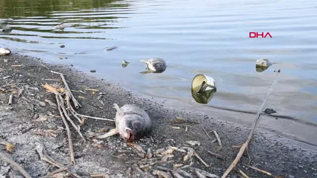 Konya Uyuz Gölü’ndeki Balık Ölümleri Tedirgin Etti