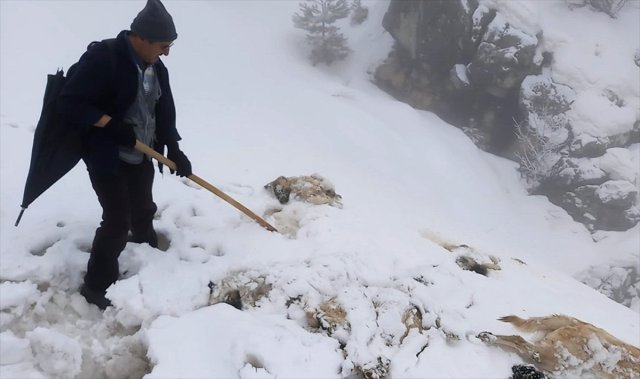 Konya’da 7 Köpek Ayakları Bağlı Halde Ölü Bulundu