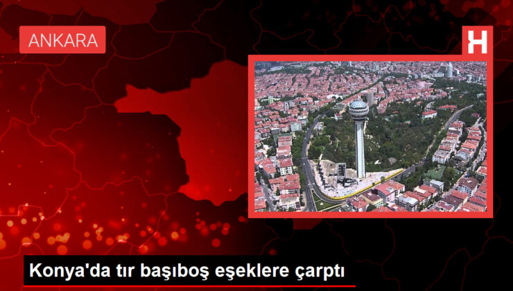 Konya’da tır başıboş eşeklere çarptı