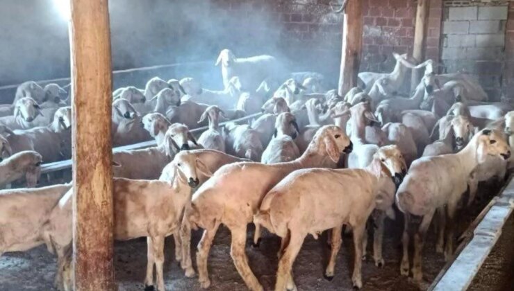 Konya’da 63 koyun çalındı, 3 kuşkulu tutuklandı