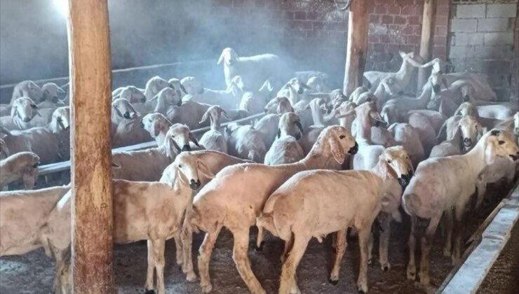 Konya’da Hayvan Hırsızlığı Şüphelileri Tutuklandı